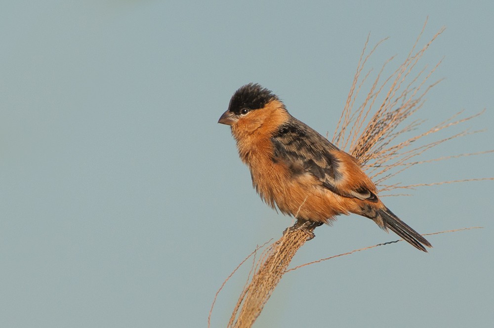 Black-and-tawny Seedeater - Adrian Eisen Rupp