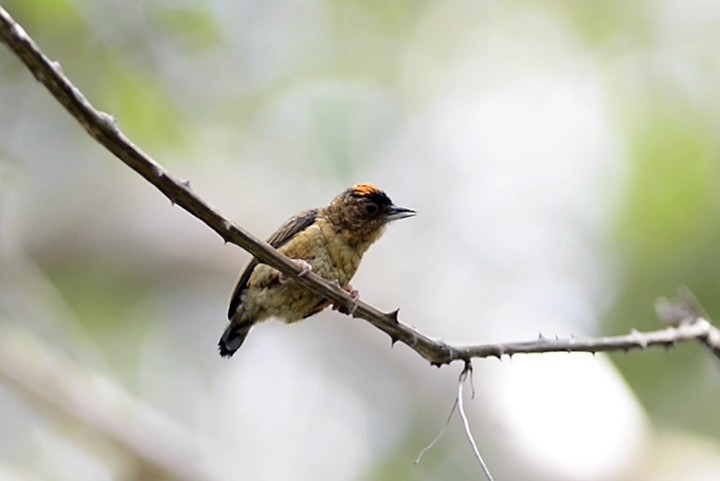 Rusty-necked Piculet - ML205347041