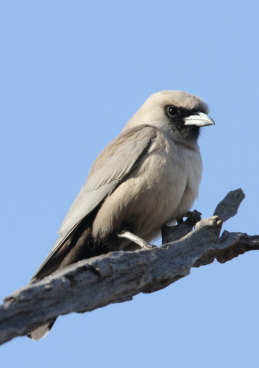 Black-faced Woodswallow - Chris Charles
