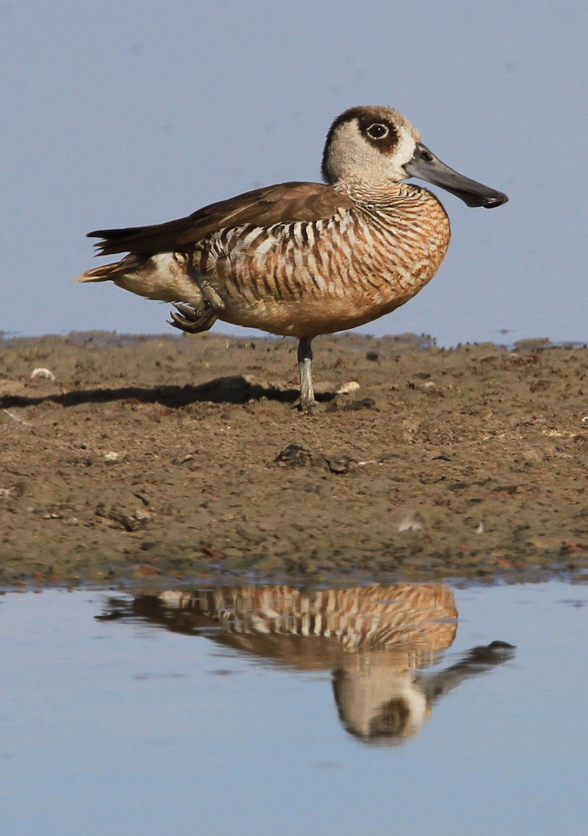 Pink-eared Duck - Chris Charles