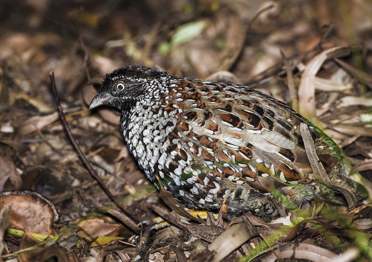 Black-breasted Buttonquail - ML205347301