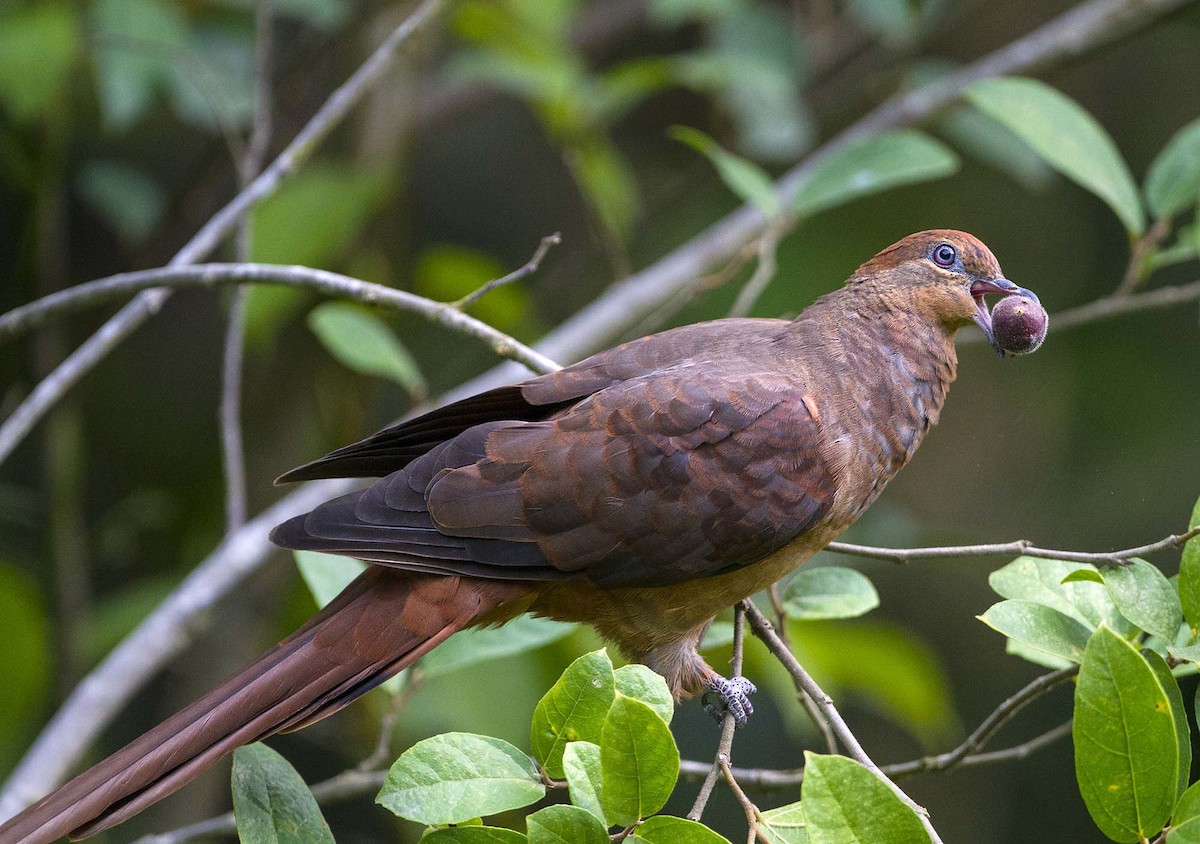 Brown Cuckoo-Dove - Chris Charles