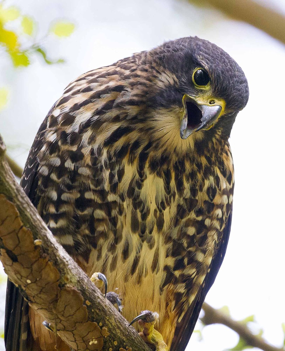 New Zealand Falcon - Chris Charles