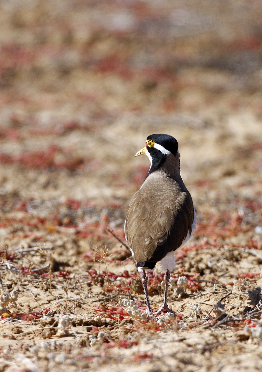Banded Lapwing - Chris Charles