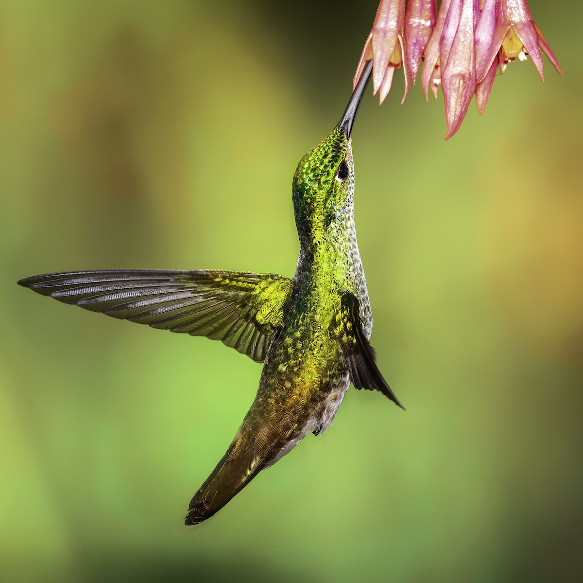 kolibřík andský - ML205347481