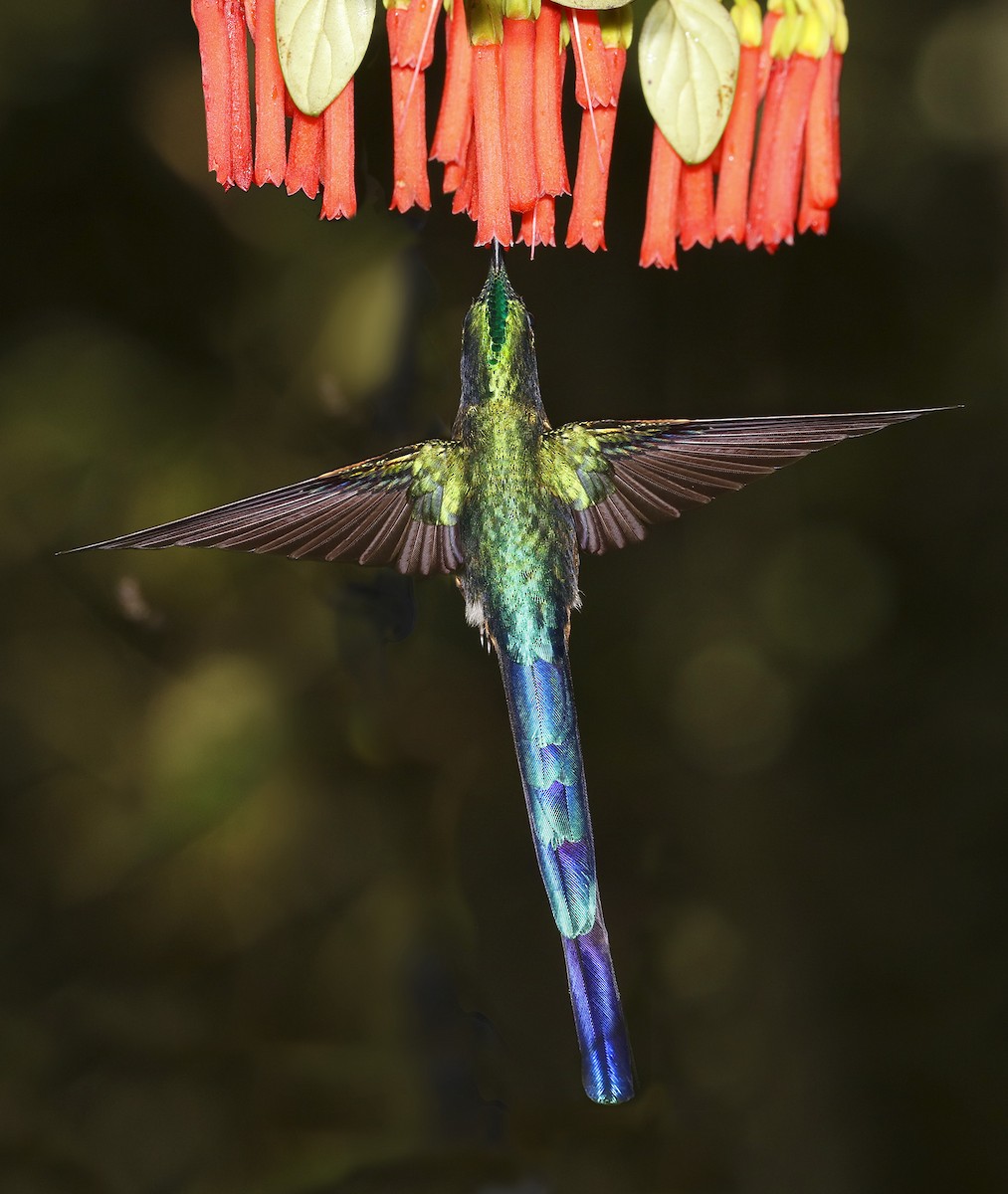 Violet-tailed Sylph - Chris Charles