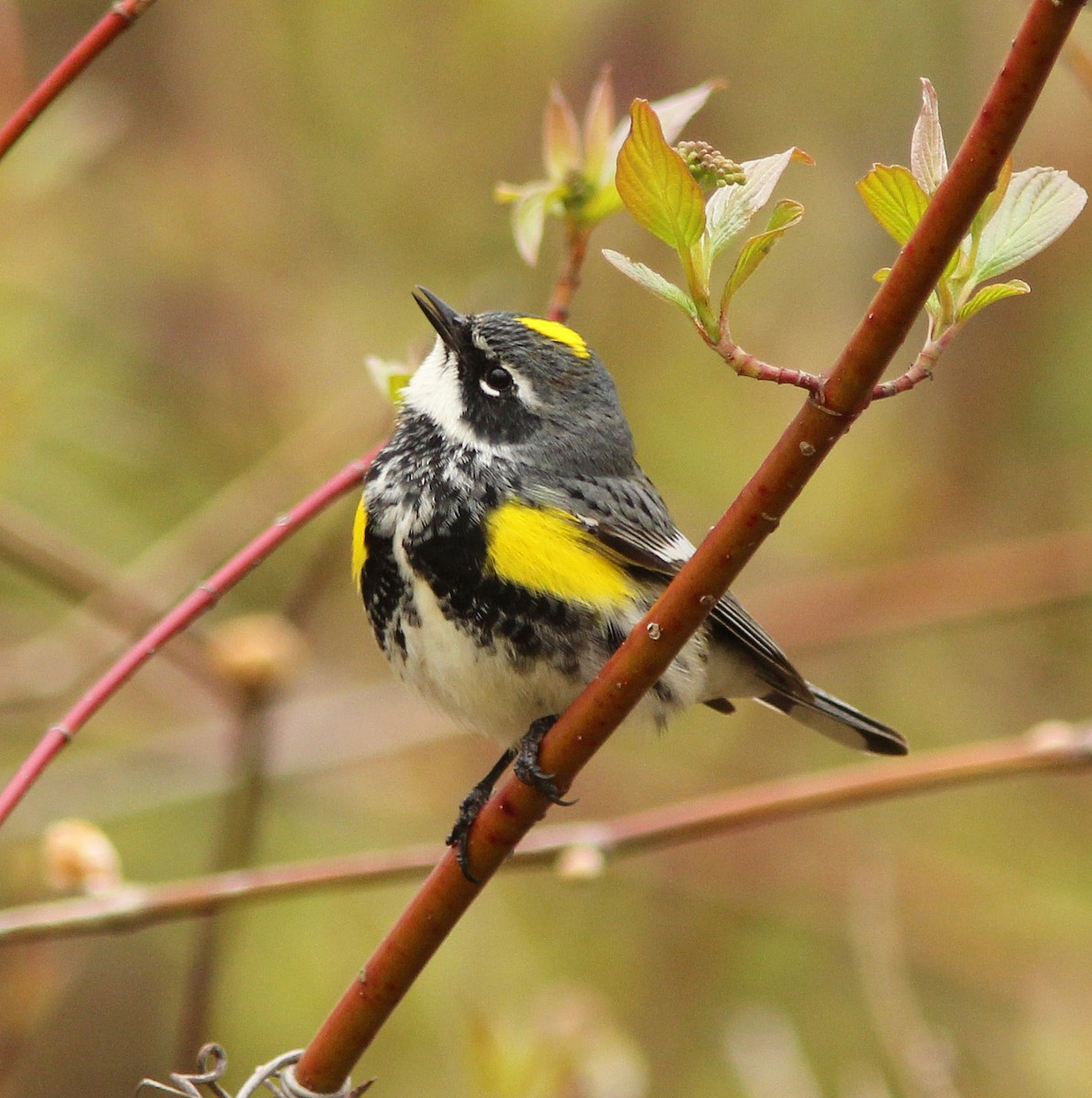 Yellow-rumped Warbler (Myrtle) - David Beadle