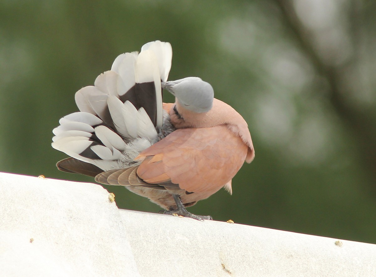 Red Collared-Dove - ML205347741
