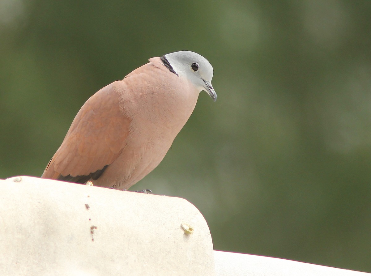 Red Collared-Dove - ML205347751