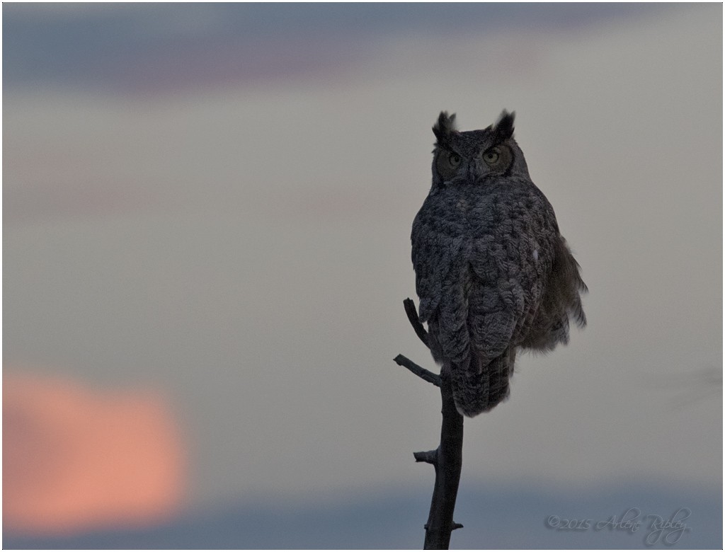 Great Horned Owl - Arlene Ripley