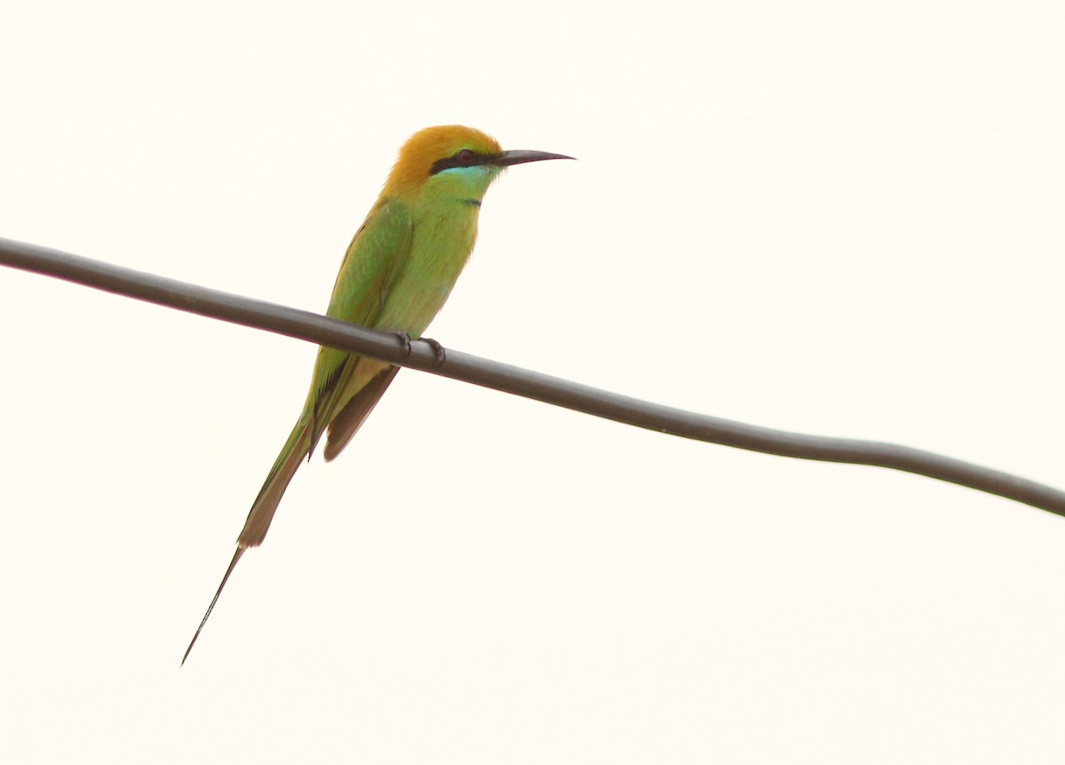Asian Green Bee-eater - ML205347911