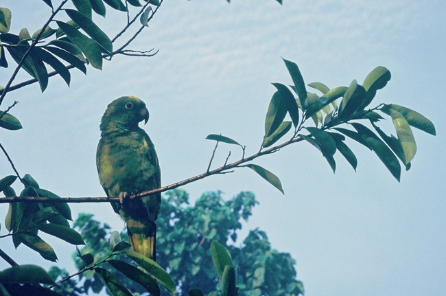 Yellow-crowned Parrot - Fran Trabalon