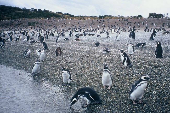 Magellanic Penguin - Fran Trabalon