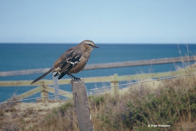 Patagonian Mockingbird - Fran Trabalon