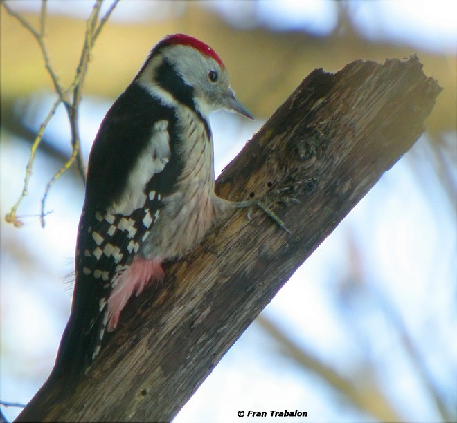 Middle Spotted Woodpecker - Fran Trabalon