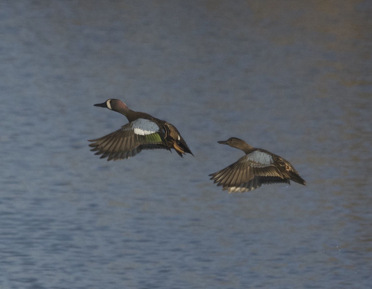 Blue-winged Teal - ML20534891