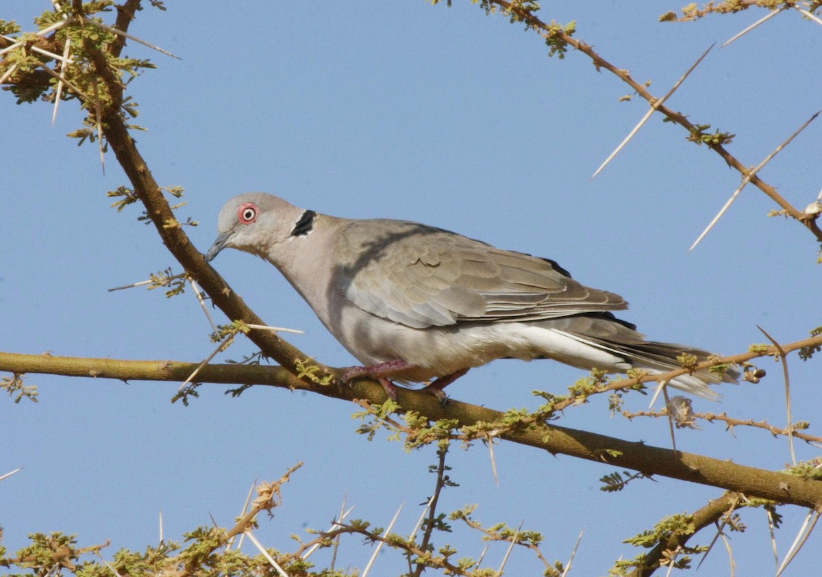 Mourning Collared-Dove - David Beadle