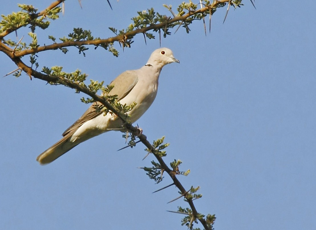 African Collared-Dove - ML205348951