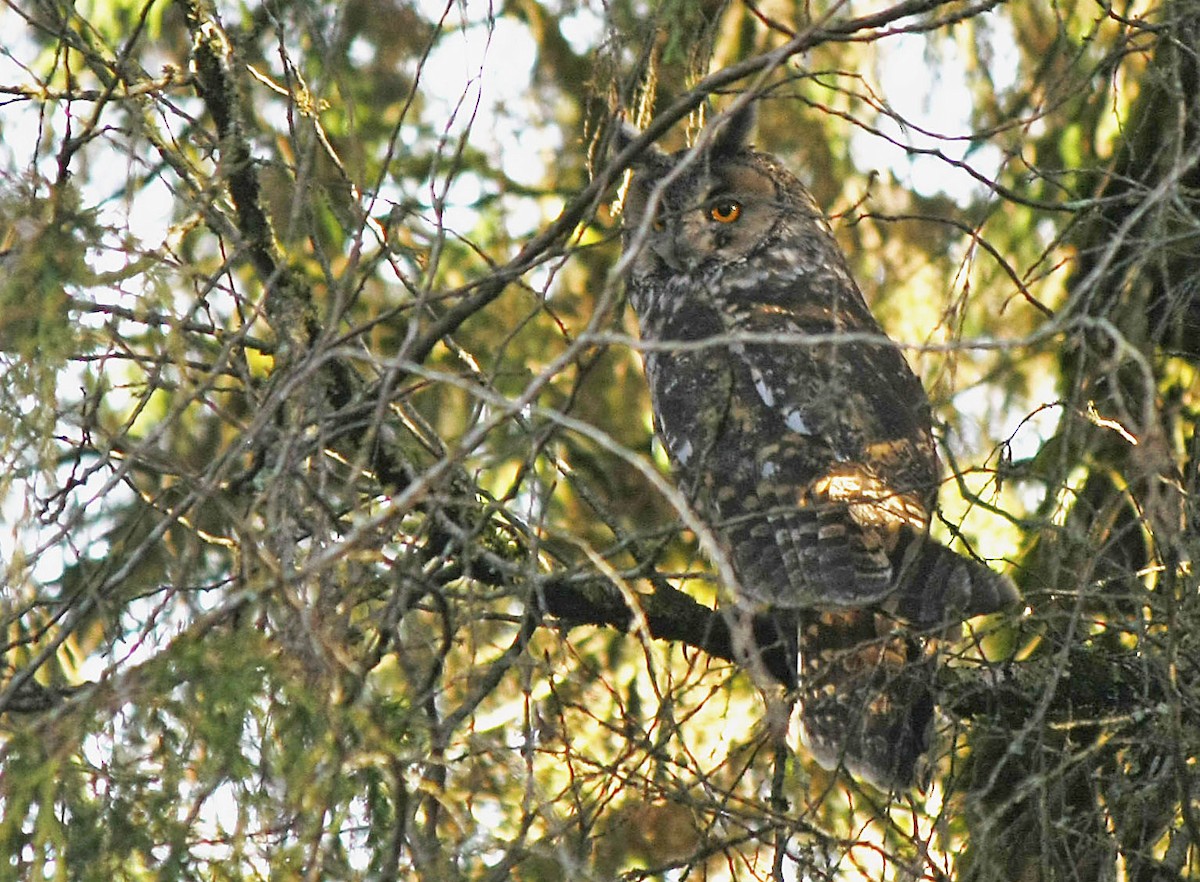 Abyssinian Owl - ML205349011