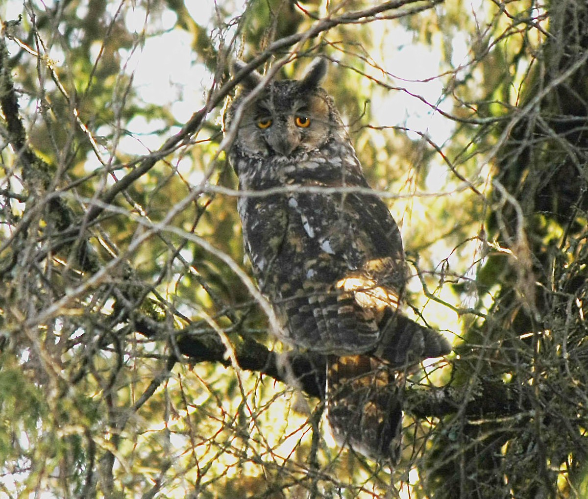 Abyssinian Owl - ML205349021