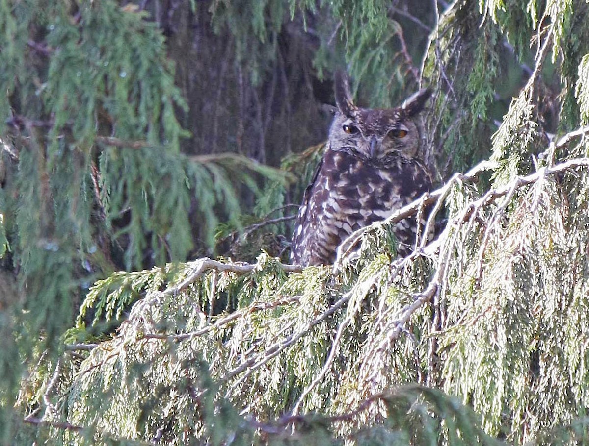 Cape Eagle-Owl (Northern) - ML205349081