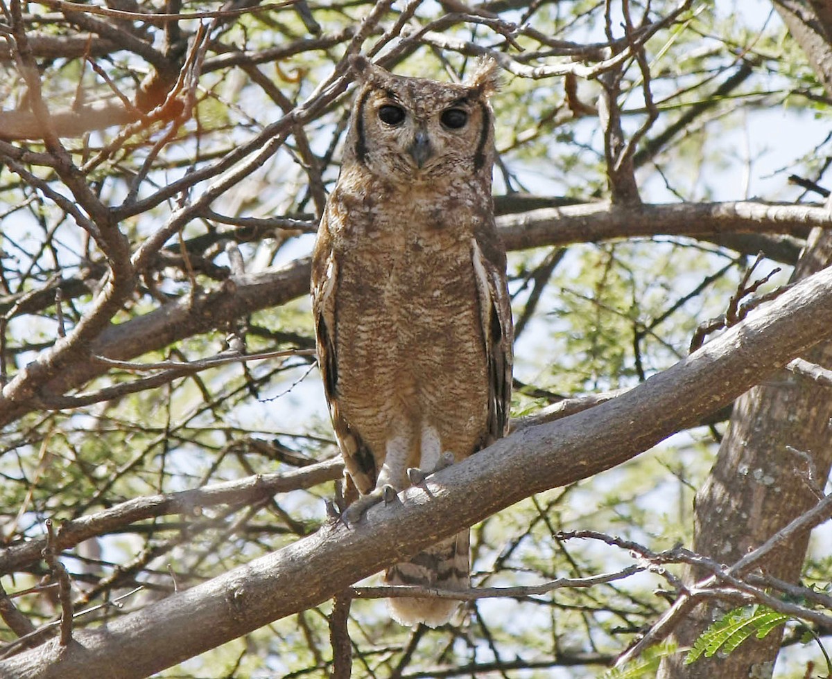 Grayish Eagle-Owl - ML205349091