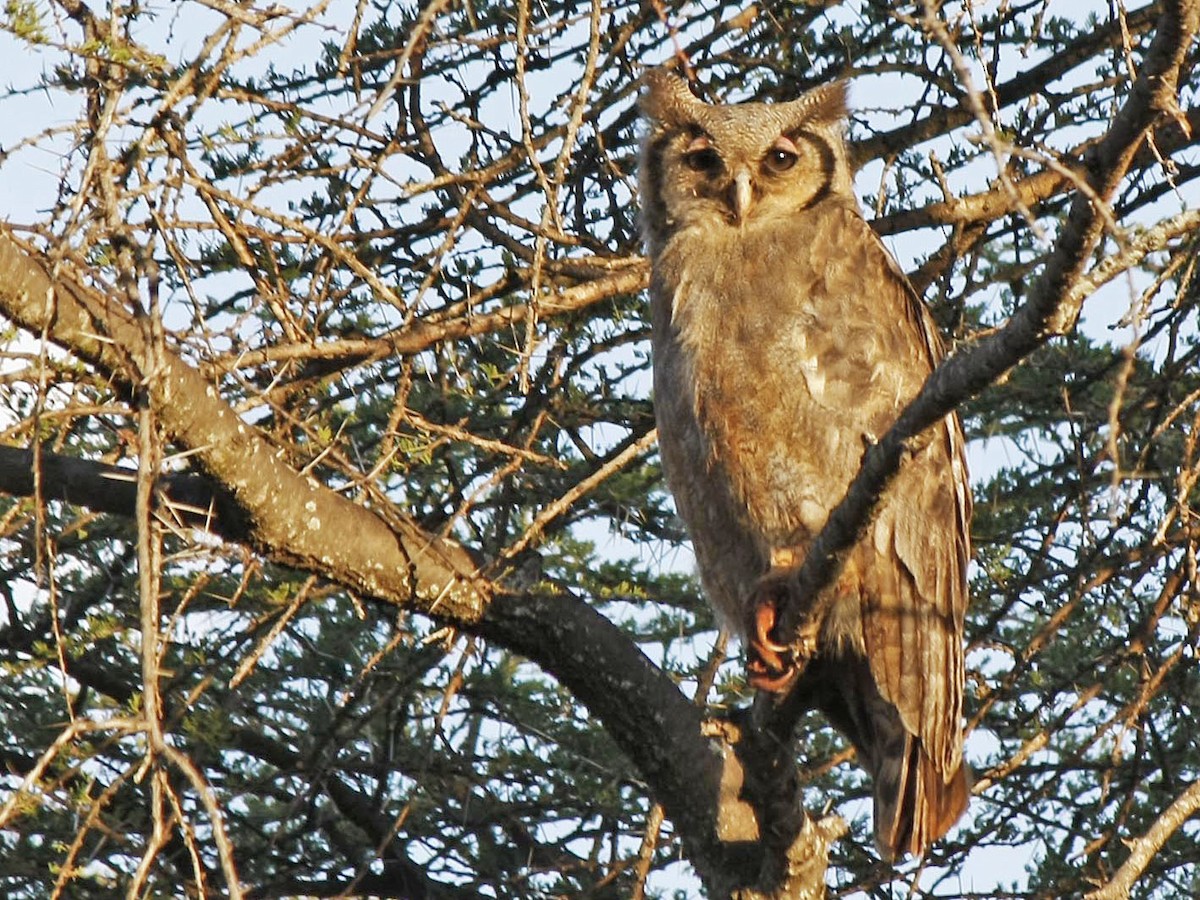 Verreaux's Eagle-Owl - ML205349101