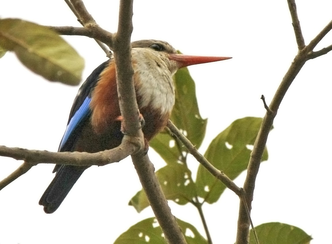 Gray-headed Kingfisher - David Beadle