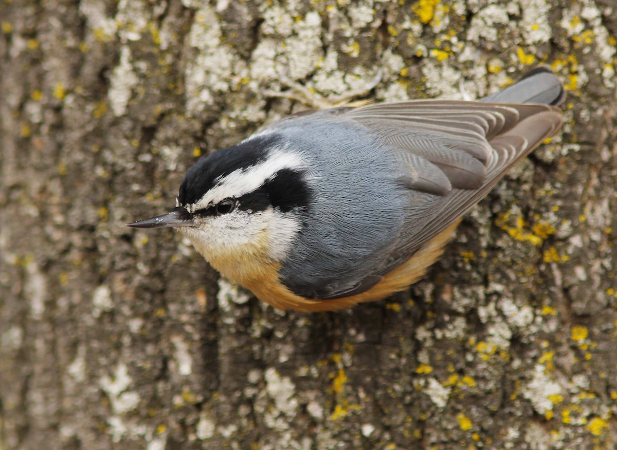Red-breasted Nuthatch - David Beadle