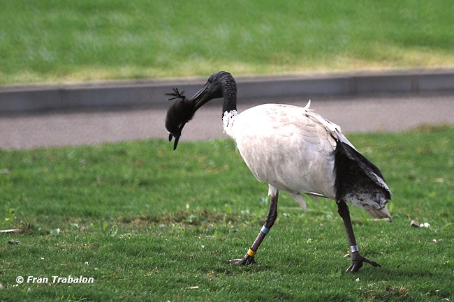 ibis australský - ML205350681