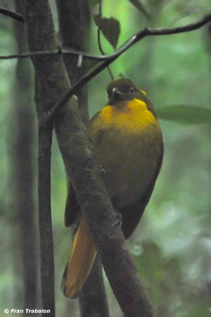 Golden Bowerbird - Fran Trabalon