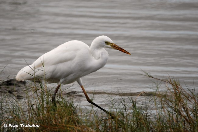 Plumed Egret - Fran Trabalon