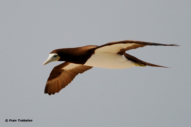 Brown Booby (Forster's) - Fran Trabalon