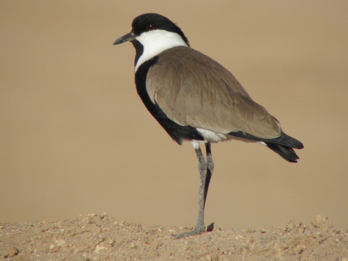 Spur-winged Lapwing - ML205351601