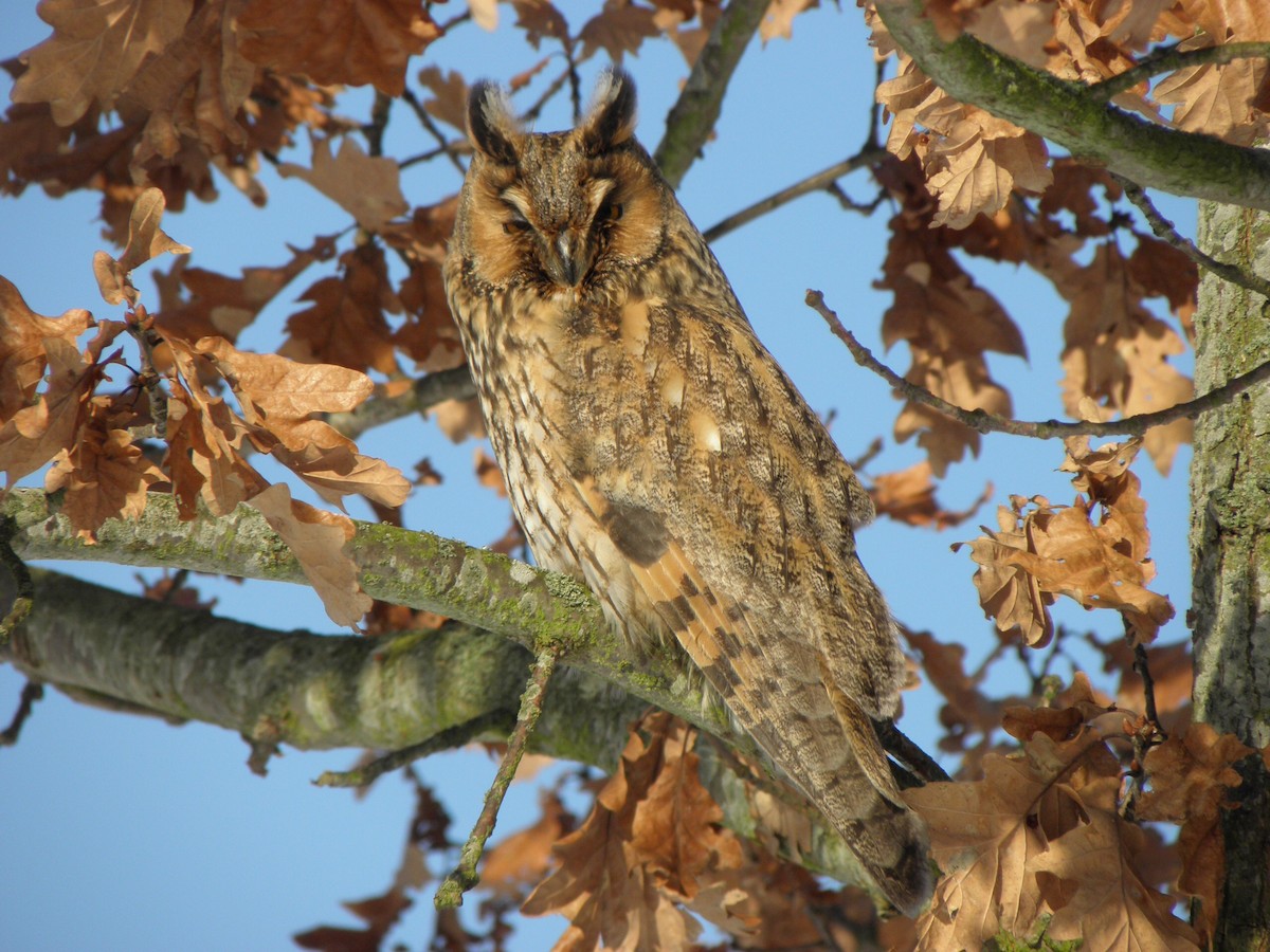 Long-eared Owl (Eurasian) - Janos Sutyak