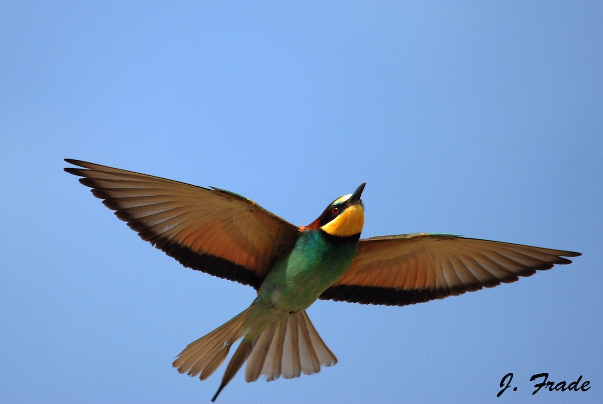 European Bee-eater - José Frade