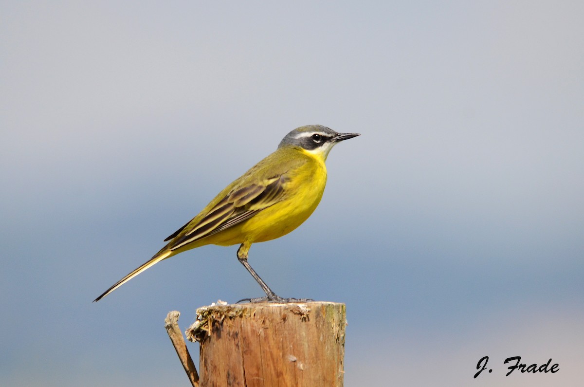Western Yellow Wagtail - José Frade
