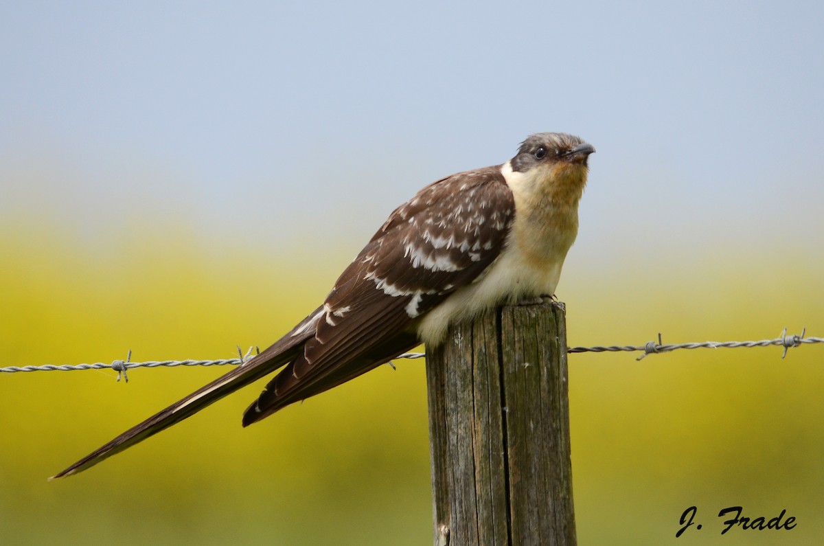 Great Spotted Cuckoo - José Frade