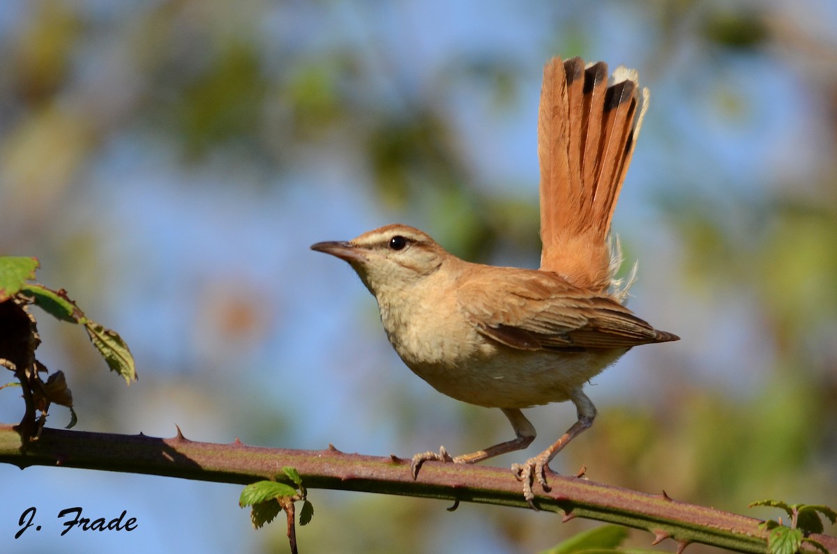 Rufous-tailed Scrub-Robin - José Frade