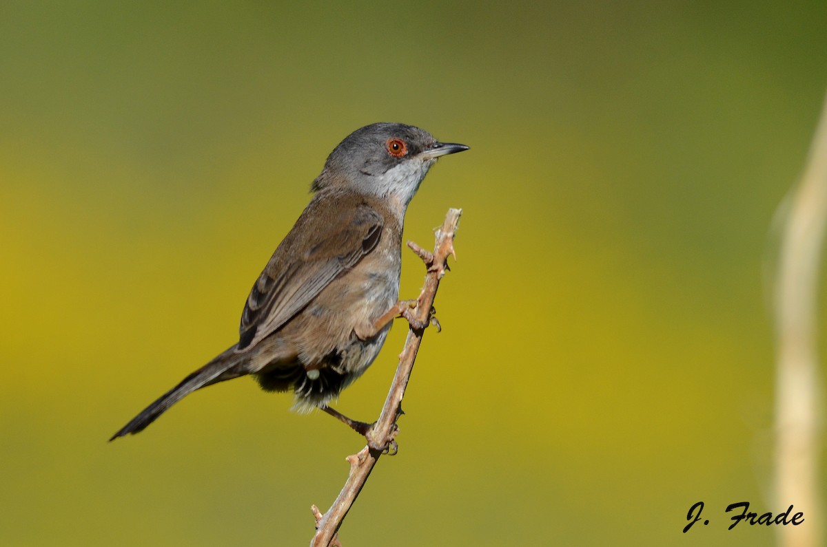 Sardinian Warbler - José Frade