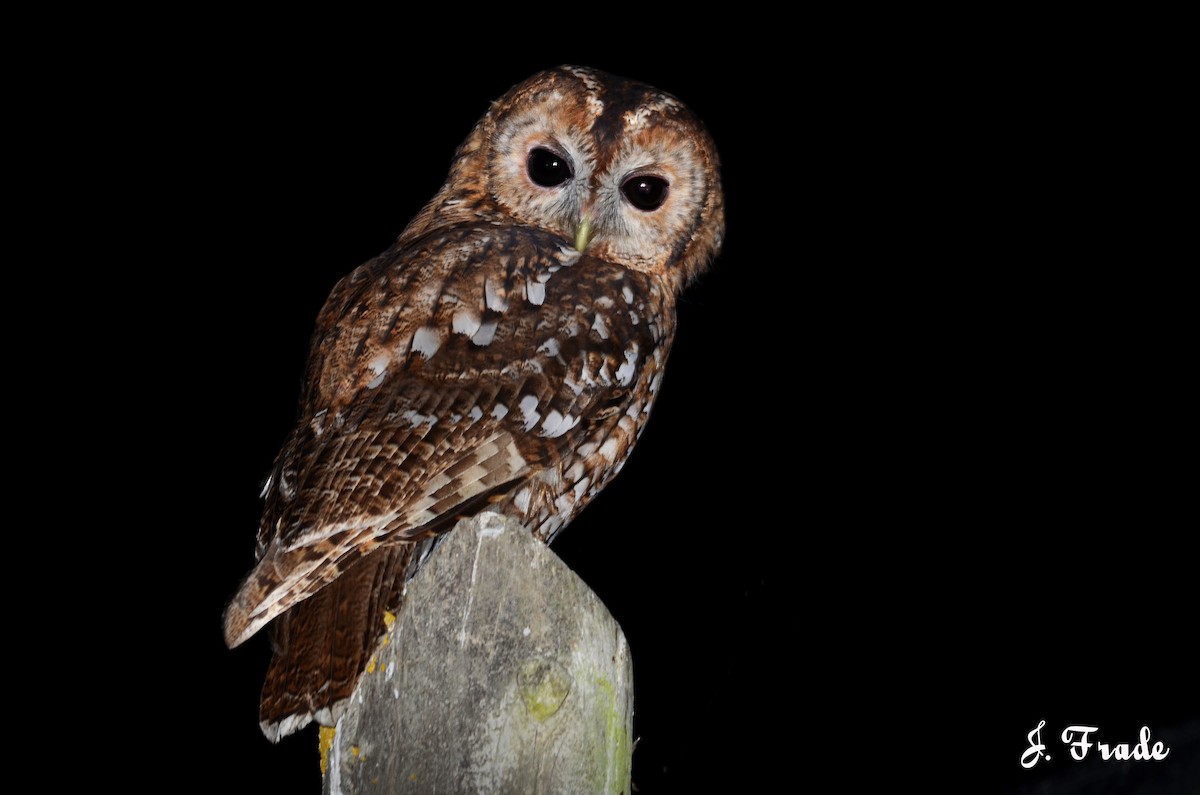 Tawny Owl - José Frade