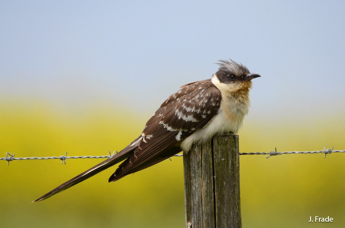 Great Spotted Cuckoo - José Frade