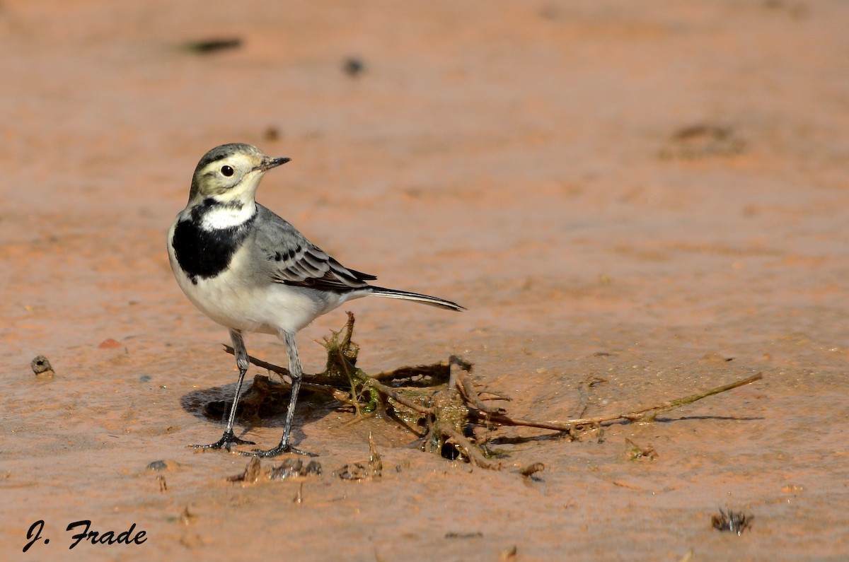 White Wagtail - José Frade
