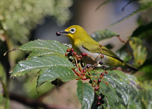 Photos - Warbling White-eye - Zosterops japonicus - Birds of the World