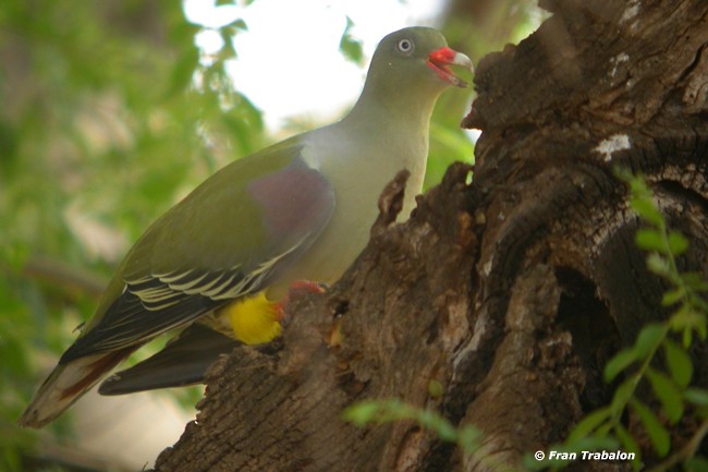 African Green-Pigeon (Gray-breasted) - Fran Trabalon