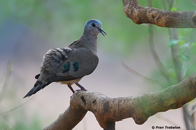 Emerald-spotted Wood-Dove - Fran Trabalon