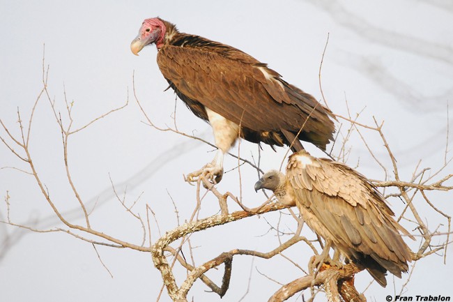 Lappet-faced Vulture - ML205352971