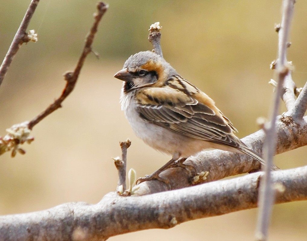 Shelley's Rufous Sparrow - David Beadle