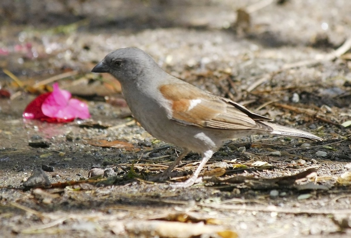 Swainson's Sparrow - David Beadle