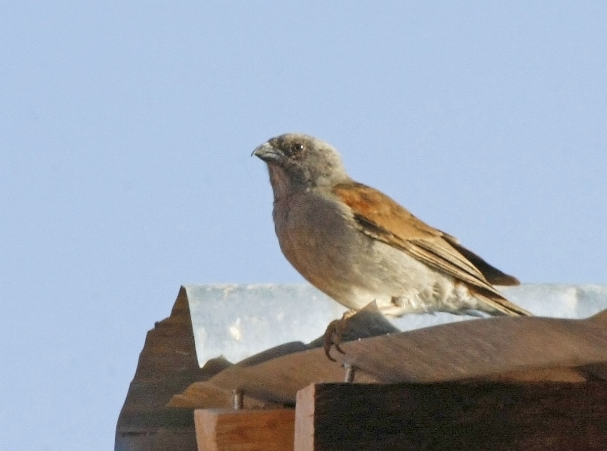 Parrot-billed Sparrow - David Beadle
